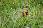 Eastern meadowlark on the ground in grass-Florida Art Print